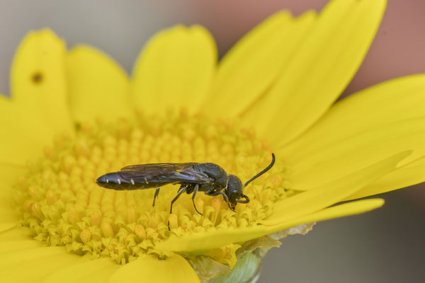 Sapygina decemguttata