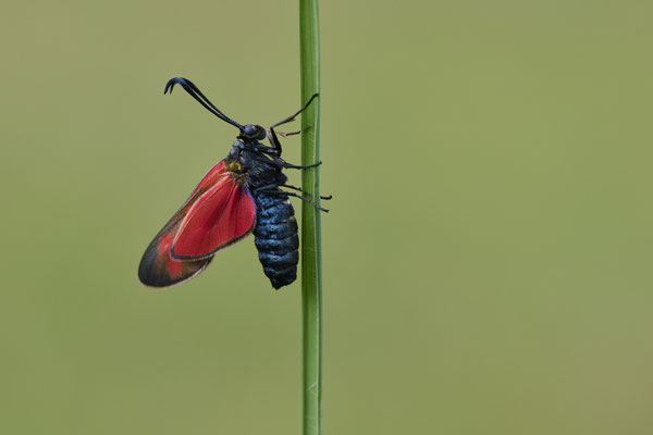 Sechsfleck-Widderchen - (Urlaub im Allgäu / Bayern vom  30.06. bis 09.07.2023)