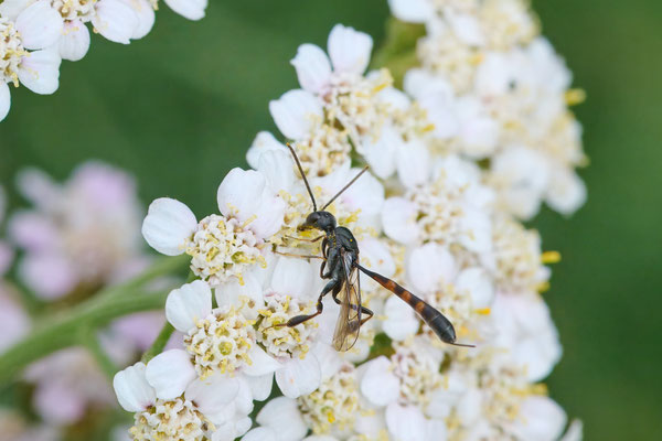 Gasteruption spec - Garten