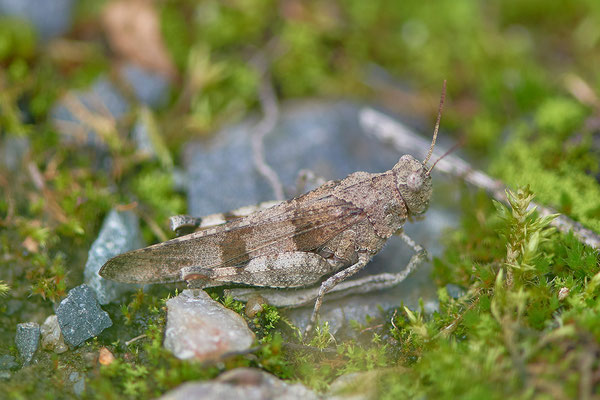 Blauflügelige-Schrecke