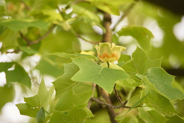 Tulpenbaum