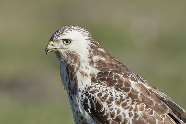 Mäusebussard - 09.03.2022