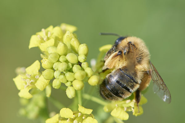 Nr.0571 - Andrena nigroaenea / Erzfarbige Düstersandbiene - OB Neue Mitte 2 - 51°29`18.27" 6°53`39.83" - (22.05.2019)