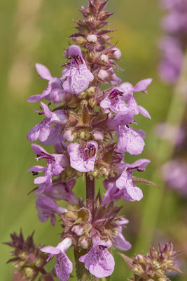 Nr.0804 - Stachys palustris / Sumpf-Ziest - OB Zeche Sterkrade - 51°31`21.86" 6°50`02.52" - (22.06.2019)