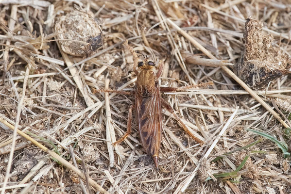 Hornissen-Raubfliege - Haltern Heidegebiet - (28.08.2022)