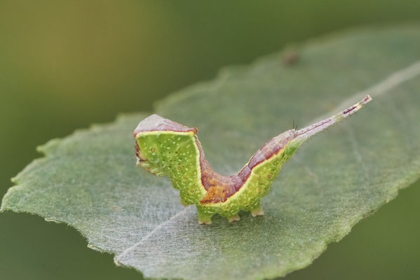 Buchen-Gabelschwanz - Rückseite Flugplatz Schwarze Heide - (27.06.2022)