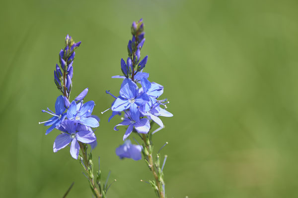 Ehrenpreis in blau - Eifel - (01.06.2019)
