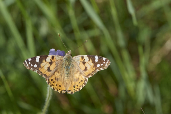 Distelfalter - Auf Schmetterlingstour in der Eifel: Kalvarienberg und Lambertstal - (29.05. bis 03.06.2022)