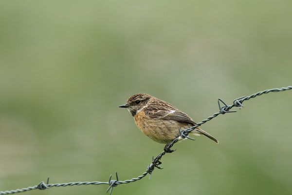 Schwarzkehlchen - Weibchen