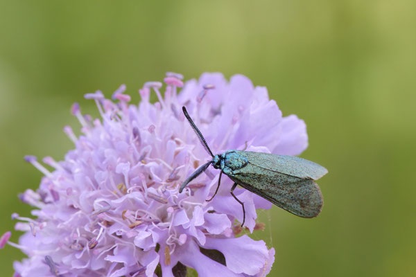 Ampfer-Grünwidderchen