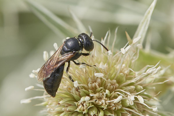 Hylaeus sp. - Dinslaken Emschermündung - 51°33`52.87" 6°41`48.98" - (13.08.2020)