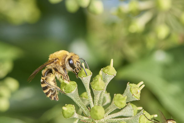Nr.1319 - Colletes hederae / Efeu-Seidenbiene - OB-Weiherstr. 116 - 51°31`20.69" 6°49`51.24" - (15.09.2019)