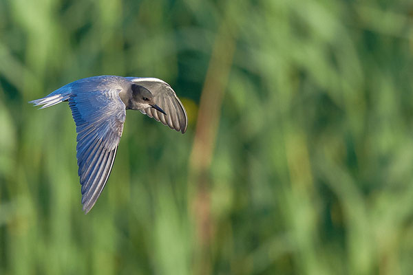Trauerseeschwalbe im Flug