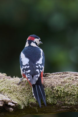 Buntspecht - Männchen