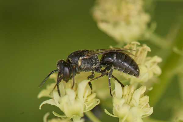 Nr.0757 - Hylaeus signatus / Reseden-Maskenbiene - f - OB Hoag Fahrradtrasse - 51°30`13.64" 6°50`46.65" - (19.06.2019)