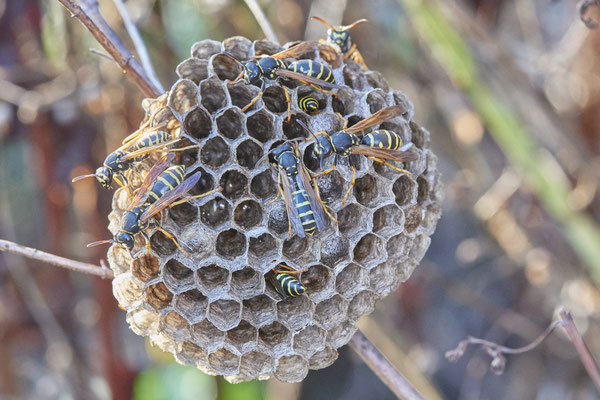 Nr.1212 - Nest 1 - Polistes /  Feldwespe - OB Neue Mitte 2 - 51°29`17.47" 6°53`51.86" - (23.08.2019)