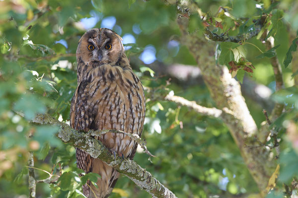 Waldohreulen im Schlafbaum am Niederrhein (20.09.2019)
