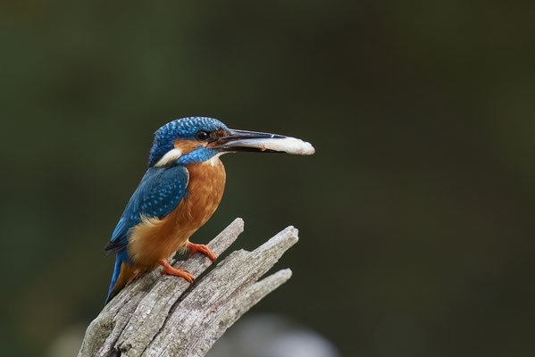 Eisvogel