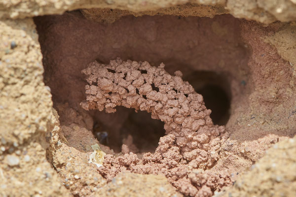 Nr.0590 - Odynerus spinipes / Gemeine Schornsteinwespe - Nabu-Naturschutzhof Nettetal - 51°19`29.92" 6°15`01.26" - (23.05.2019)