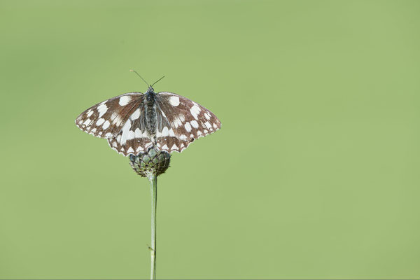 Schachbrett - (Urlaub im Allgäu / Bayern vom  08.07. bis 17.07.2022)