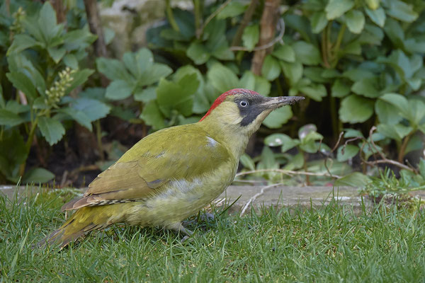 Grünspecht beackert den Rasen im Garten - (12.02.2020) - Weibchen