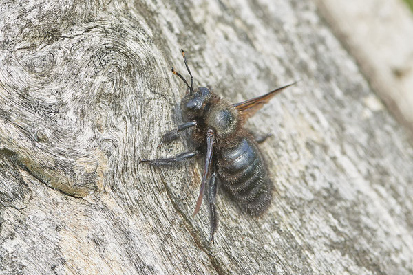 Xylocopa violacea m - Blauschwarze oder Violettflügelige Holzbiene - Nähe Magdeburg - (01.06.2021)