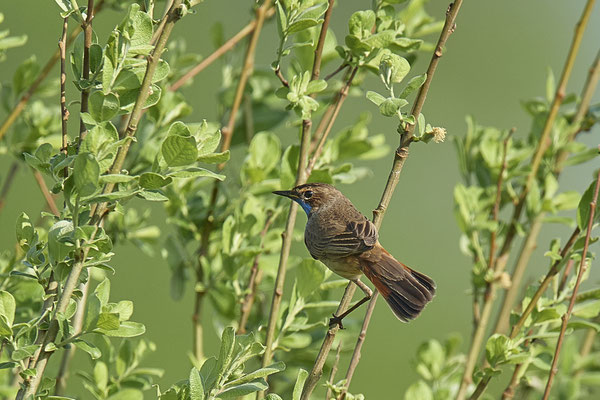 Blaukehlchen