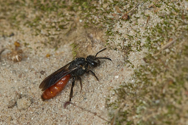 Nr.17/11 - Sphecodes sp (Blutbiene) - OB/E-LMB - (17.10.2018)