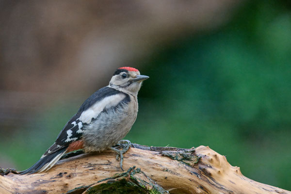 Junger Buntspecht im Garten