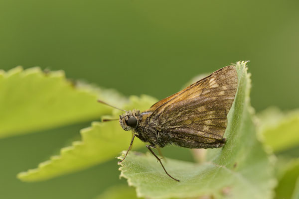 Rostfarbiger Dickkopffalter