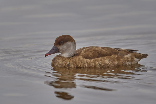 Kolbenente-Männchen ( Naturpark Albufera )