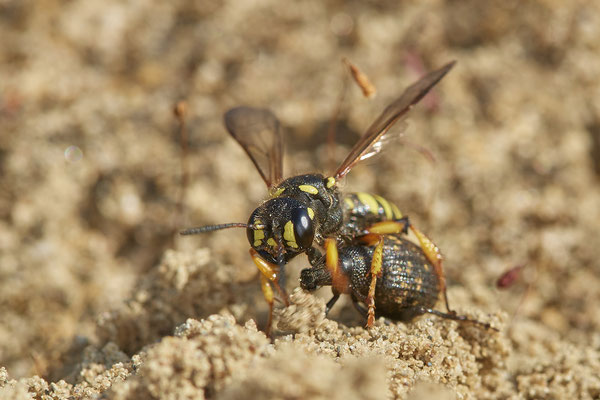 Nr.0816 - Cerceris arenaria / Sandknotenwespe - OB LMB - 51°29`11.55" 6°53`53.48" - (24.06.2019)