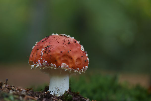 Fliegenpilz -Abendspaziergang am Rotbach in OB - (13.10.2022)