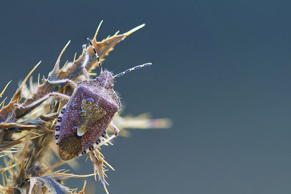 Beerenwanze- Dolycoris baccarum
