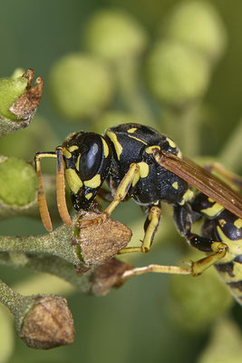 Nr.08/25 - Gallische Feldwespe (Polistes dominula) - OB-Weiherstr. 116 (03.10.2018)