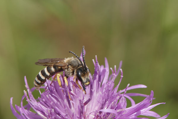 Halictus scabiosae / Gelbbindige-Furchenbiene - Dinslaken Emschermündung - 51°33`52.87" 6°41`48.98" - (13.08.2020)