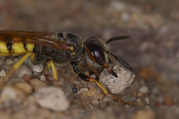 Bienenwolf bringt Sand / Kiesel aus der Brutröhre