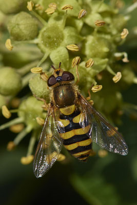 Nr.08/33 - Grosse Schwebfliege (Syrphus ribesii) - OB-Weiherstr. 116 (03.10.2018)