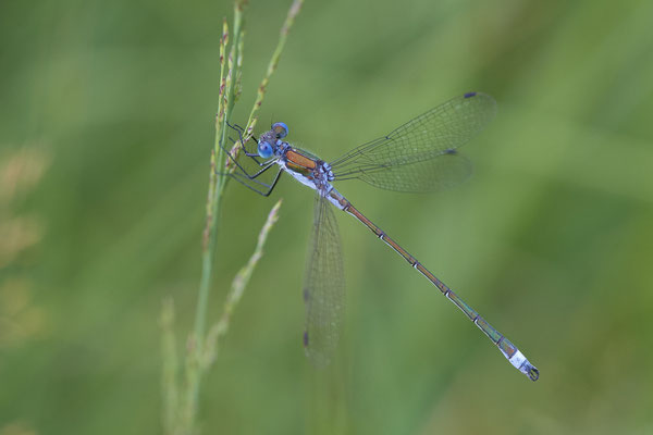 Kleine Binsenjungfer im Diersfordter Wildgatter