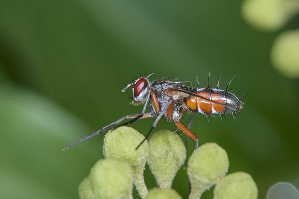 Nr. 5-1/14 - Raupenfliege (Mintho rufiventris)  - OB Weiherstraße-116 Parplatz Netto (24.09.2018)