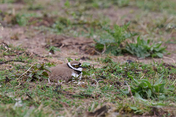 Flusssregenpfeifer auf dem Nest - Doku Bislicher Insel: Heute bei miesem Wetter ( 16.04.2025 )