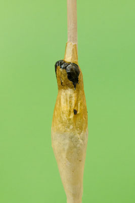 Schlupf vom Sechsfleck-Widderchen