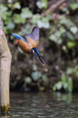 Eisvogel