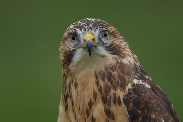 Bussard - Heute beim Falkner H. Peschen aus Wesel - (15.12.2018)