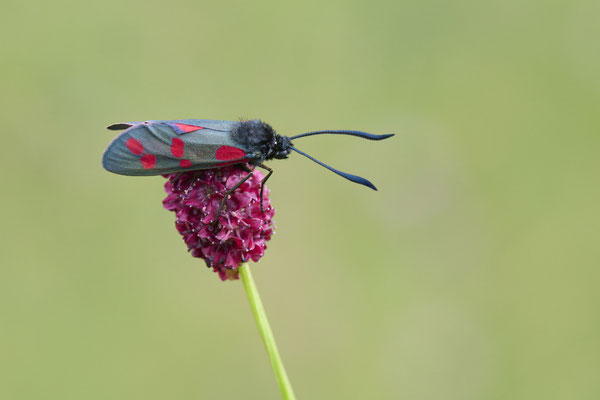 Sechsfleck-Widderchen - (Urlaub im Allgäu / Bayern vom  30.06. bis 09.07.2023)
