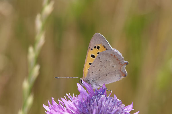 BOT Prosper Park - (04.07.2019)