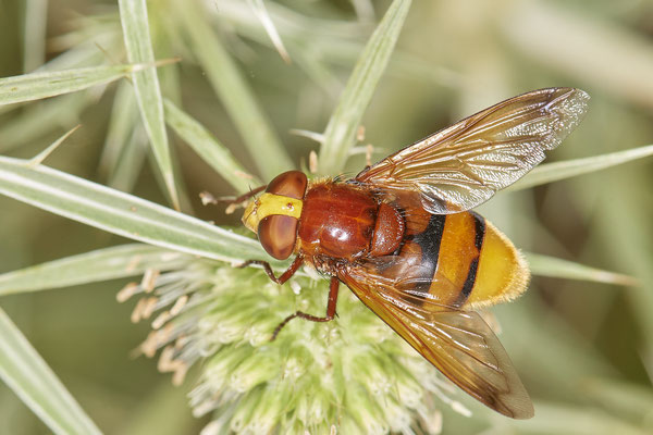 Nr.1074 - Volucella zonaria / Hornissenschwebfliege - WES Rheinbrücke Büdericher Insel - 51°38`40.99" 6°36`30.54" - (09.08.2019)