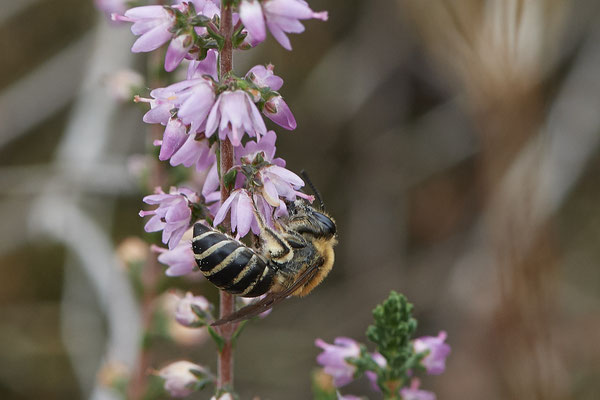 Colletes succinctus / Heidekraut-Seidenbiene - Haltern, Westruper Heide - 51°44`15.80" 7°14`18.99" - (27.08.2020)