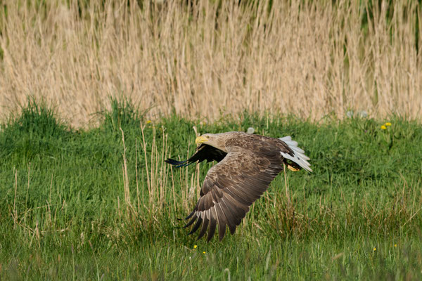Seeadler