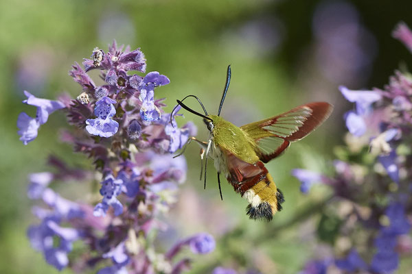 Hummelschwärmer - Schlagfrequenz seiner Flügel bis zu 90 Schlägen in der Sekunde - (Urlaub im Allgäu / Bayern vom  08.07. bis 17.07.2022)